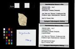 Foto (Objekt + Etikett) von Longodromites sp.  (NHMW-GEO-1990-0041-2690)